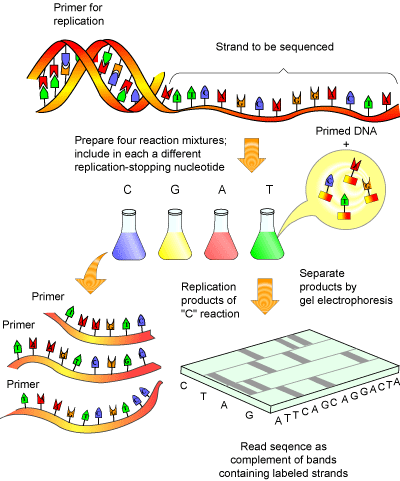 sequencing dna